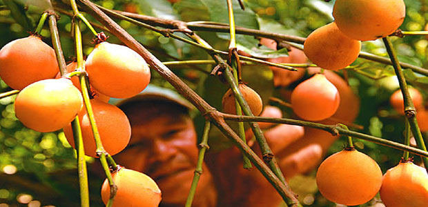 el deber achachairu, cosecha