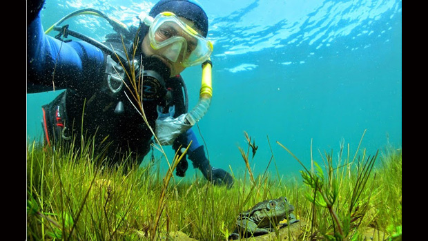 Grupo científico rastrea a la rana gigante en el Titicaca | Erbol