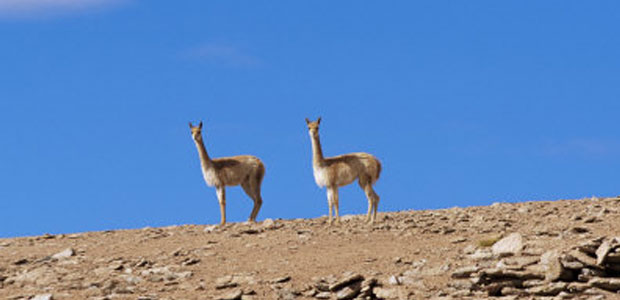 Reserva avaroa, vicuñas