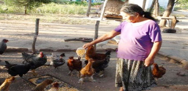 gobernacion de santa cruz proyecto de gallinas-guaranies