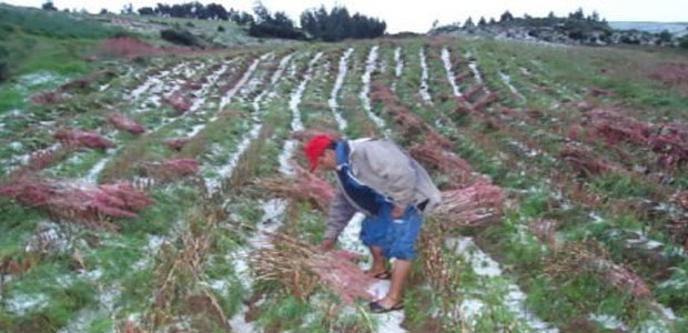 cultivos, daño, granizo