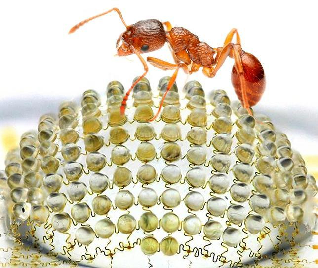 La cámara digital imita la estructura curva del ojo de una hormiga roja