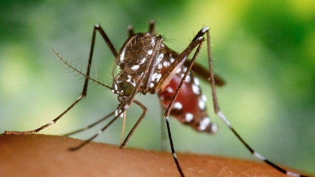 Sedes de Chuquisaca refuerza vigilancia por fiebre ...