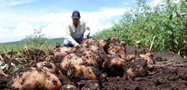 Cultivos, papa, siembra