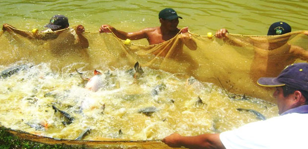 los tiempos pesca-peces