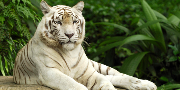 El tigre blanco hoy sólo puede ser visto en zoológicos o parques, pero no en hábitats silvestres. El tigre blanco hoy sólo puede ser visto en zoológicos o parques, pero no en hábitats silvestres.