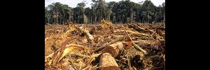 Deforestación en el Amazonas
