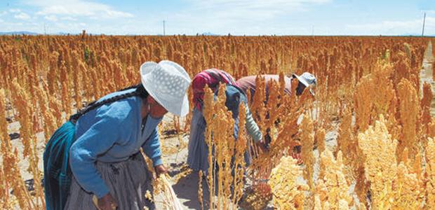 CIPCA: quinua puede afectar cultivo nativo y ganado | Erbol Digital Archivo