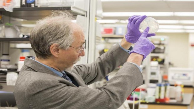 El científico Jef Boeke muestra la primera levadura con un cromosoma sintético. NYU Langone Medical Center El científico Jef Boeke muestra la primera levadura con un cromosoma sintético. NYU Langone Medical Center