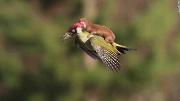 Pájaro carpintero y una comadreja foto viral de Martin Le-May