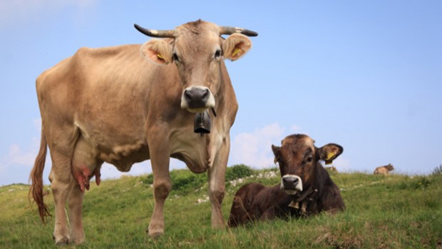 Las vacas, los cerdos y las ovejas son cada vez más grandes