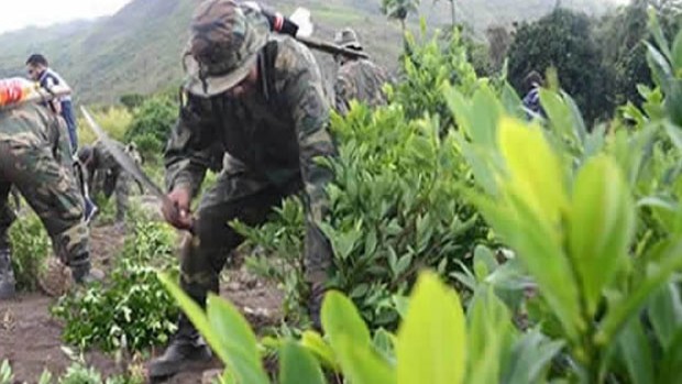 Bolivia debe reducir cultivos ilegales de coca hasta 2019 | Erbol Digital  Archivo