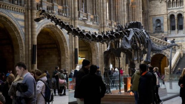 Foto de Dippy el dinosaurio que será retirado del Museo Natural de Historia de Londres