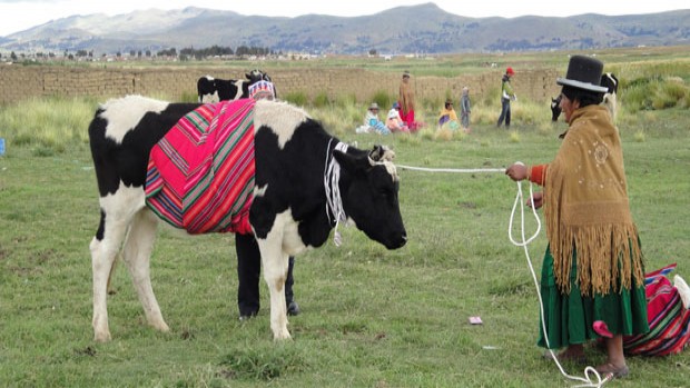 afp vaca-altiplano