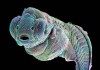 Imagen microscópica de un embrión de pez cebra. Sus características genéticas y físicas le convierten en uno de los peces tropicales más apreciados en los laboratorios médicos.